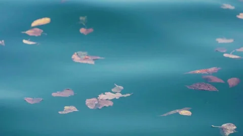 Leaves in the water Stock Footage 106513604