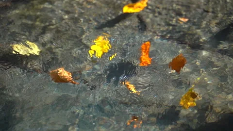 Leaves in water Stock Footage 130243853