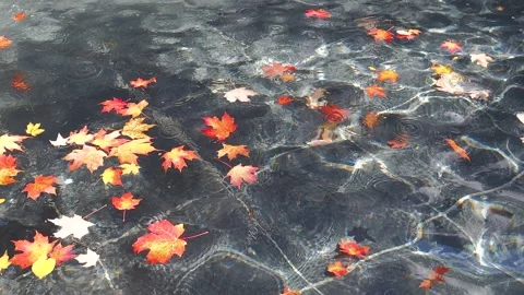 Leaves on water Stock Footage 219592648