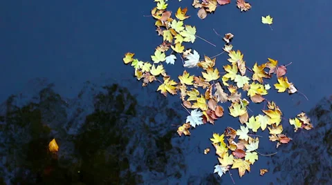 Leaves water HD Video stock 32289054