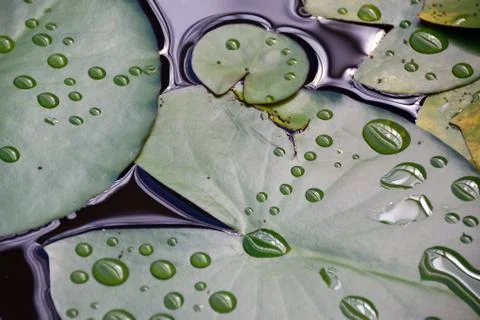 Leaves of a water lily with drops in a pond Stock Photos