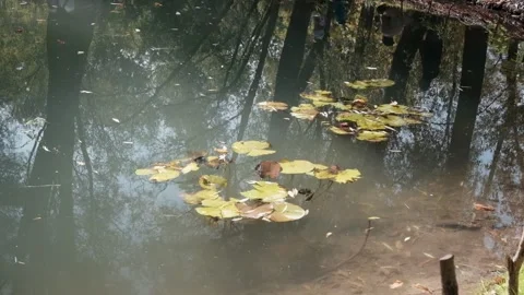 Leaves of water lily on the surface of a stream. Video stock 131154375