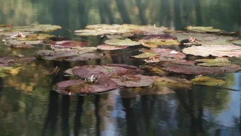 Leaves of a water lily on the surface of a stream in the sunlight. Video stock 131154522