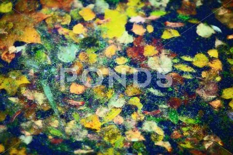 Leaves on water Stock Photos