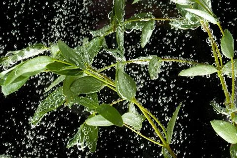 Leaves In The Water Stock Photos