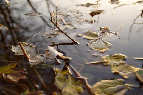 Leaves on water Stock Photos
