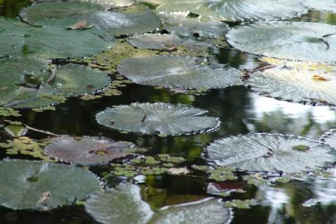 Leaves in water Stock Photos