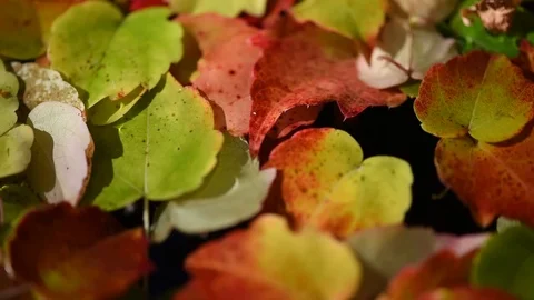 Leaves in the water with rain drop Stock Footage 81869610