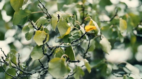 Leaves waving on branch Stock Footage 58381889