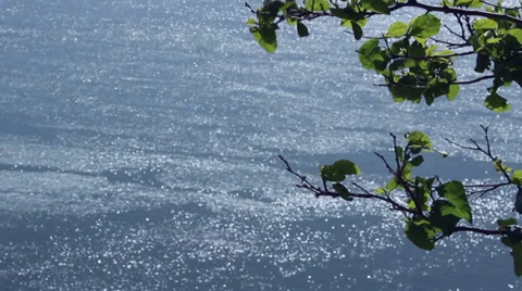 Leaves waving with Danube river in background Stock Footage 37592383