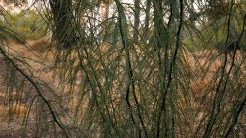 Leaves waving Stock Footage 115047858