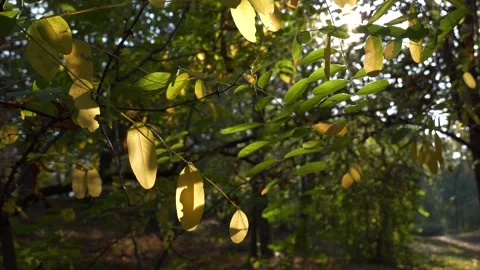 Leaves waving view 動画素材 244762862