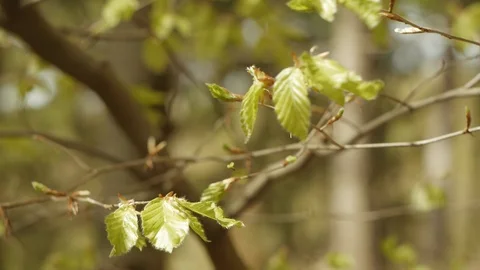 Leaves waving in the wind Stock Footage 89692063