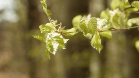 Leaves waving in the wind Stock Footage 89693839