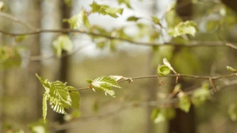 Leaves waving in the wind Stock Footage 89749029