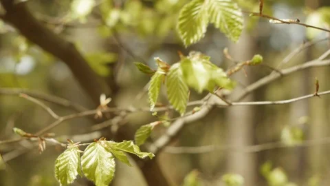 Leaves waving in the wind Stock Footage 89749342