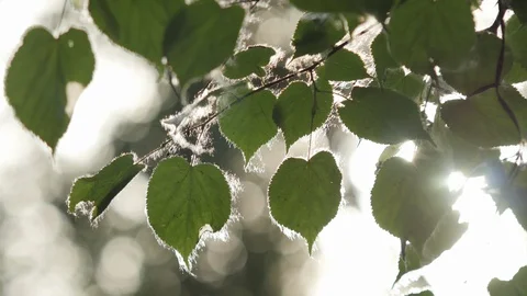  Leaves in the Web Stock Footage 89450215