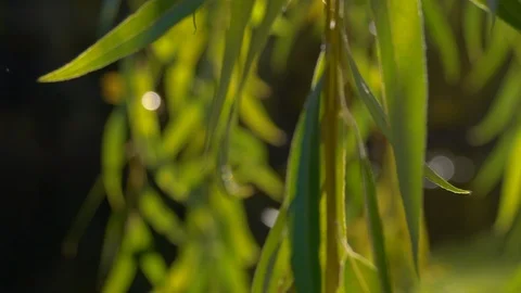 The Leaves Of Weeping Willow With Sun Backlight Stock Footage 96387740