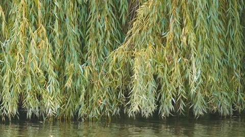 Leaves of A Weeping willow tree, Salix babylonica, At The River Bank Stock Footage 116477504