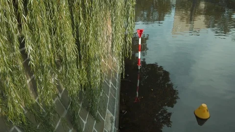 Leaves of A Weeping willow tree, Salix babylonica, At The Canal In Berlin Stock Footage 117295626