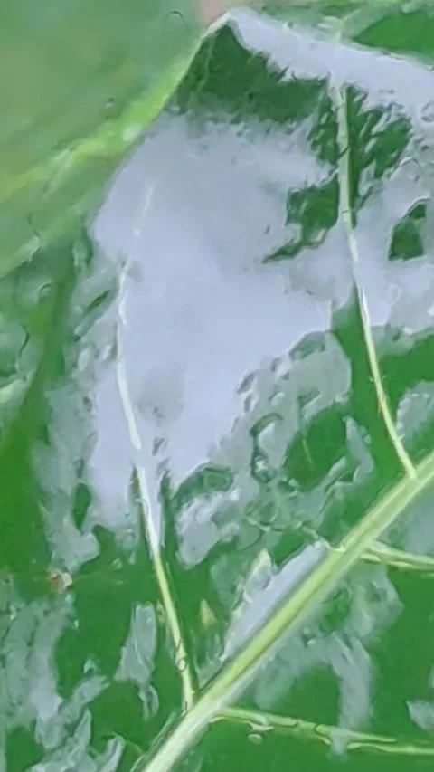 Leaves wet by raindrops Stock-Footage 320807195