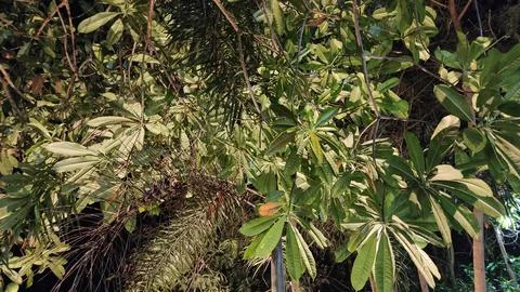 Leaves when illuminated by the light Stock Photos