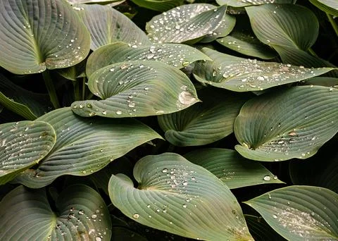 Leaves when it rain Stock Photos