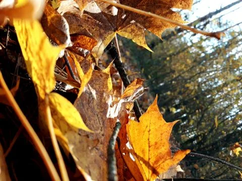 The leaves which lie 写真素材