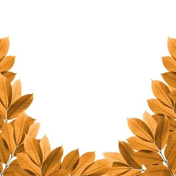 Leaves on white background , frame Stock Illustration