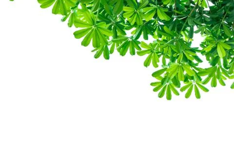 Leaves on a white background insert clipping path Stock Photos