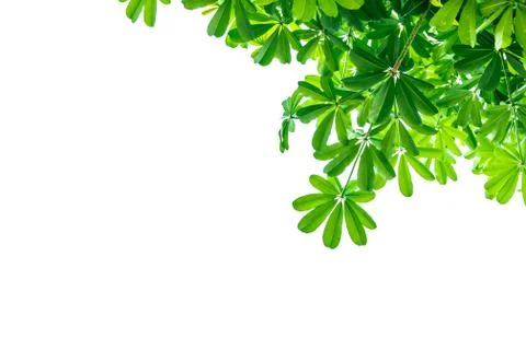 Leaves on a white background insert clipping path Stock Photos