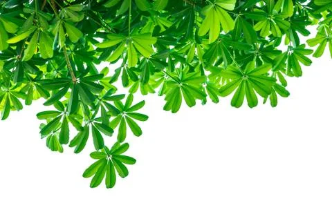 Leaves on a white background insert clipping path Stock Photos