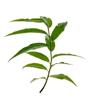 Leaves on a white background isolate Stock Photos