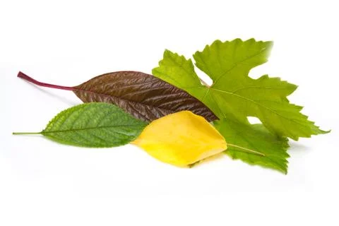 Leaves on a white background Stock Photos