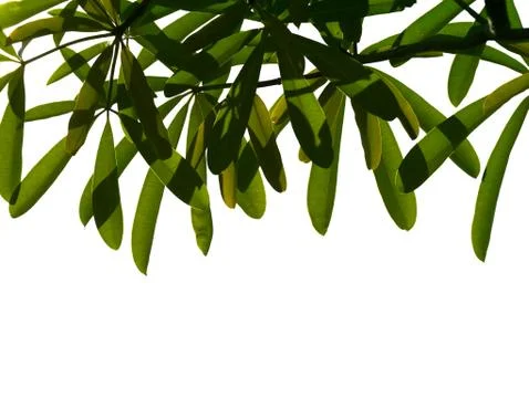 Leaves on a white background. Stock Photos