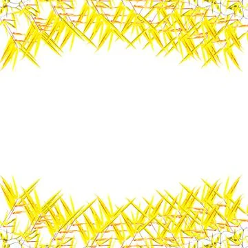 Leaves on white background 库存照片