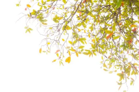 Leaves on white background Stock Photos
