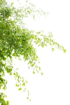 Leaves on white background Stock Photos