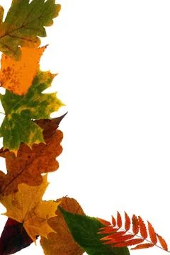 Leaves on a white background Stock Photos