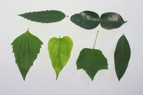 Leaves on a white background. Stock Photos