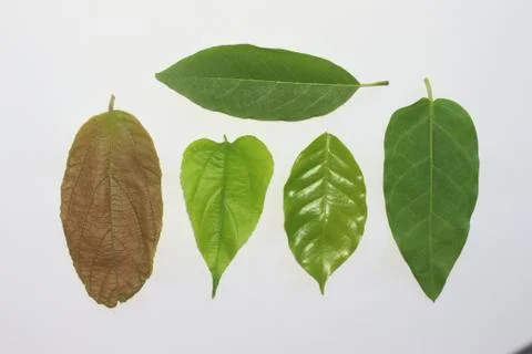 Leaves on a white background. Fotos Stock