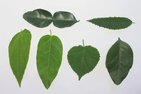 Leaves on a white background. Stock Photos
