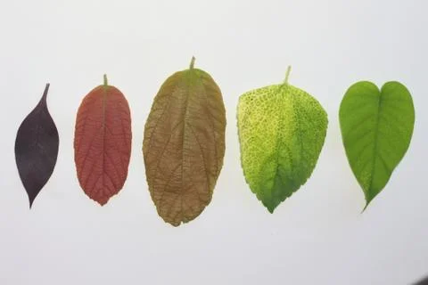 Leaves on a white background. Foto stock