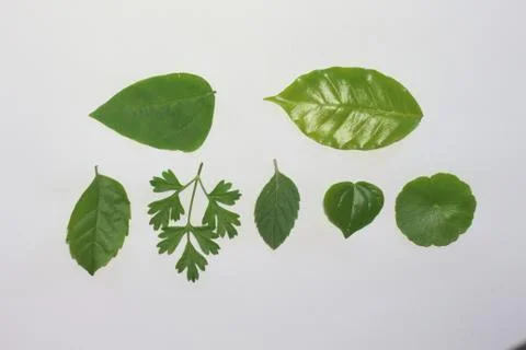 Leaves on a white background. Stock Photos