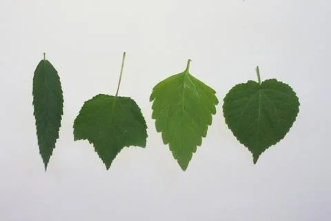 Leaves on a white background. Stock Photos