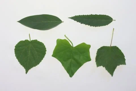 Leaves on a white background. Stock-Fotos