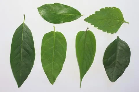 Leaves on a white background. Stock Photos