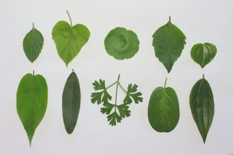 Leaves on a white background. Stock Photos