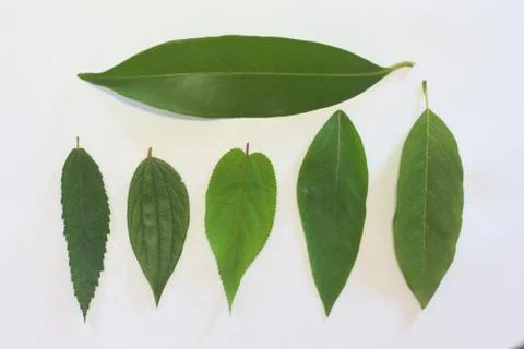 Leaves on a white background. Foto stock