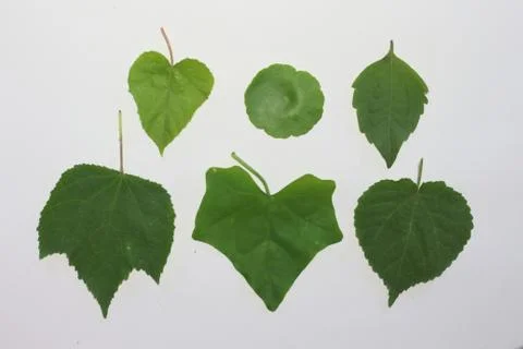 Leaves on a white background. Stock Photos
